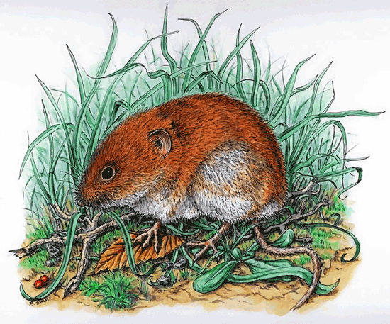 Bank Vole