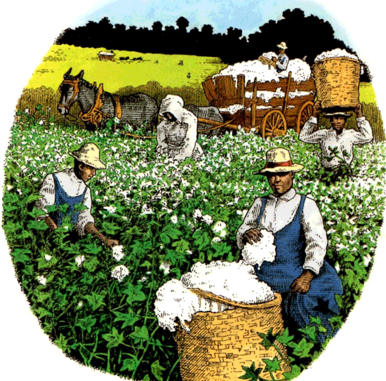 Cotton picking