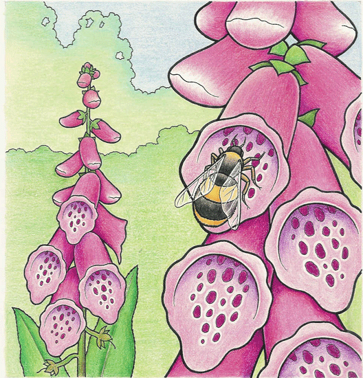 Foxgloves