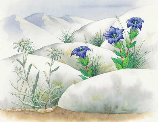 Alpine Flowers