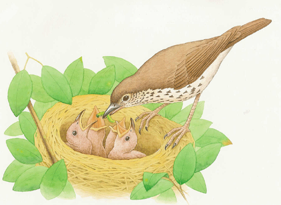 Nesting birds