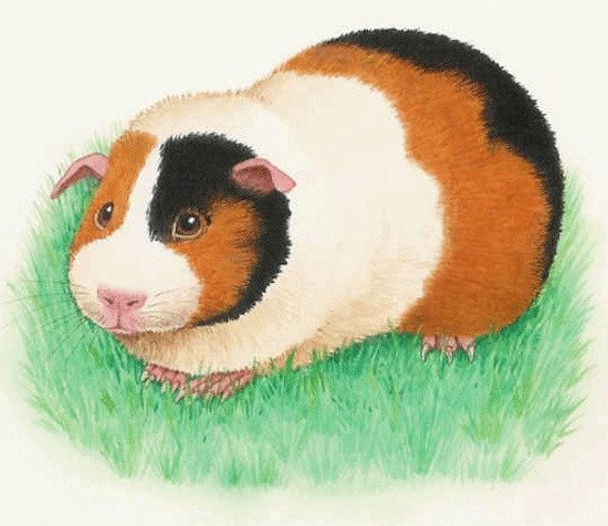 Guinea pig