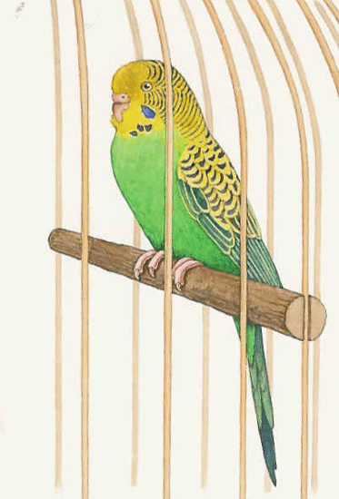 Budgie