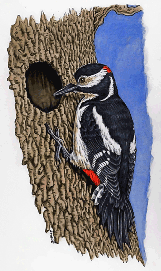 Woodpecker