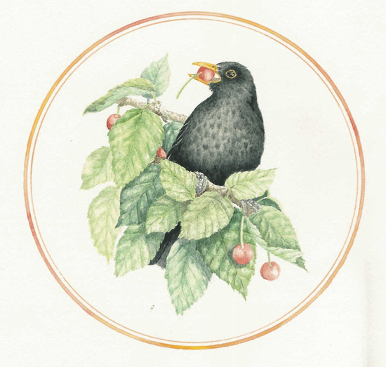 Blackbird with berries