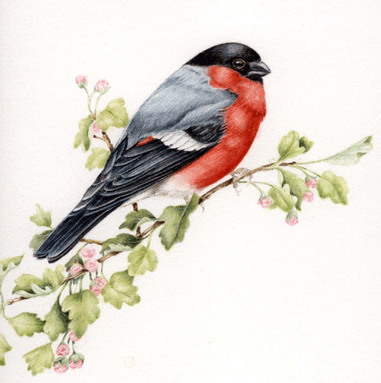 Bullfinch