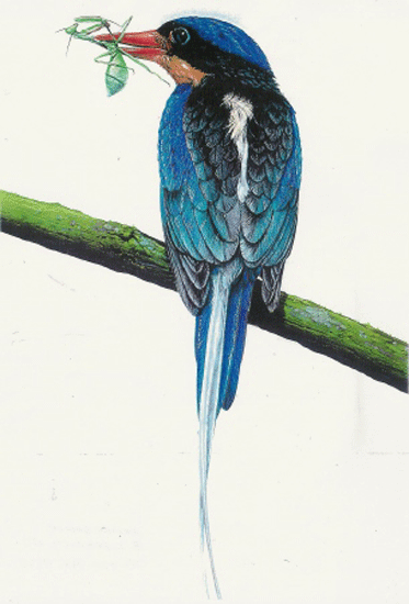 Kingfisher