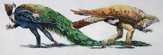 Peacock