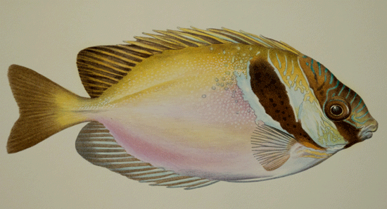 Rabbitfish - Coast of S. Africa