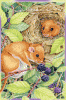 Dormouse