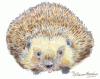 Hedgehog