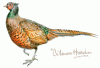 Pheasant